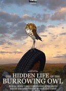 The Hidden Life of the Burrowing Owl (2008)